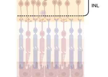 Blick ins Auge erklärt Krankheitsmechanismen der Schizophrenie