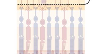 Blick ins Auge erklärt Krankheitsmechanismen der Schizophrenie