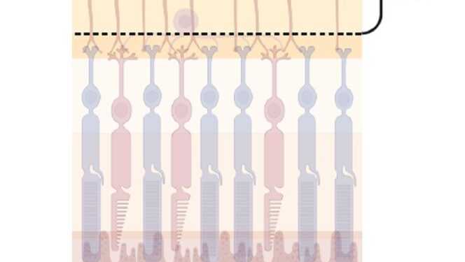 Blick ins Auge erklärt Krankheitsmechanismen der Schizophrenie
