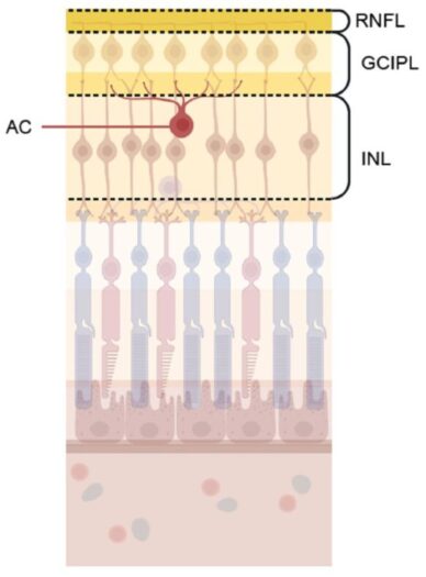 Blick ins Auge erklärt Krankheitsmechanismen der Schizophrenie
