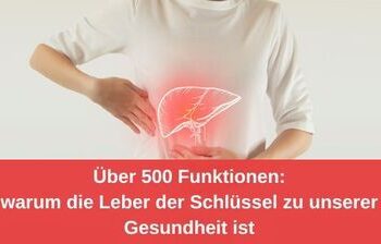 Über 500 Funktionen: Warum die Leber der Schlüssel zu unserer Gesundheit ist