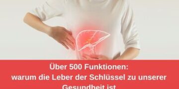 Über 500 Funktionen: Warum die Leber der Schlüssel zu unserer Gesundheit ist