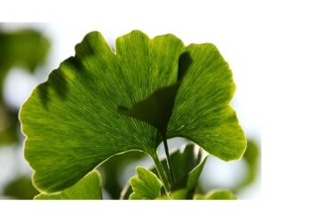 Strahlendes Hautbild durch ein gesunder Darm