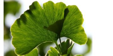 Strahlendes Hautbild durch ein gesunder Darm