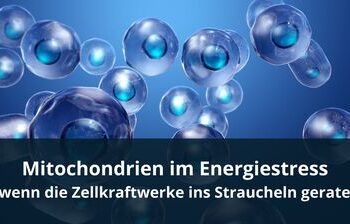 Mitochondrien im Energiestress - wenn die Zellkraftwerke ins Straucheln geraten