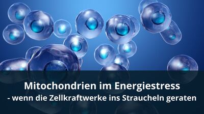 Mitochondrien im Energiestress - wenn die Zellkraftwerke ins Straucheln geraten